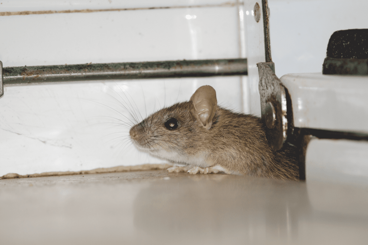15 Cara Halau Tikus Dalam Rumah (Kaedah Moden & Petua Tradisional)